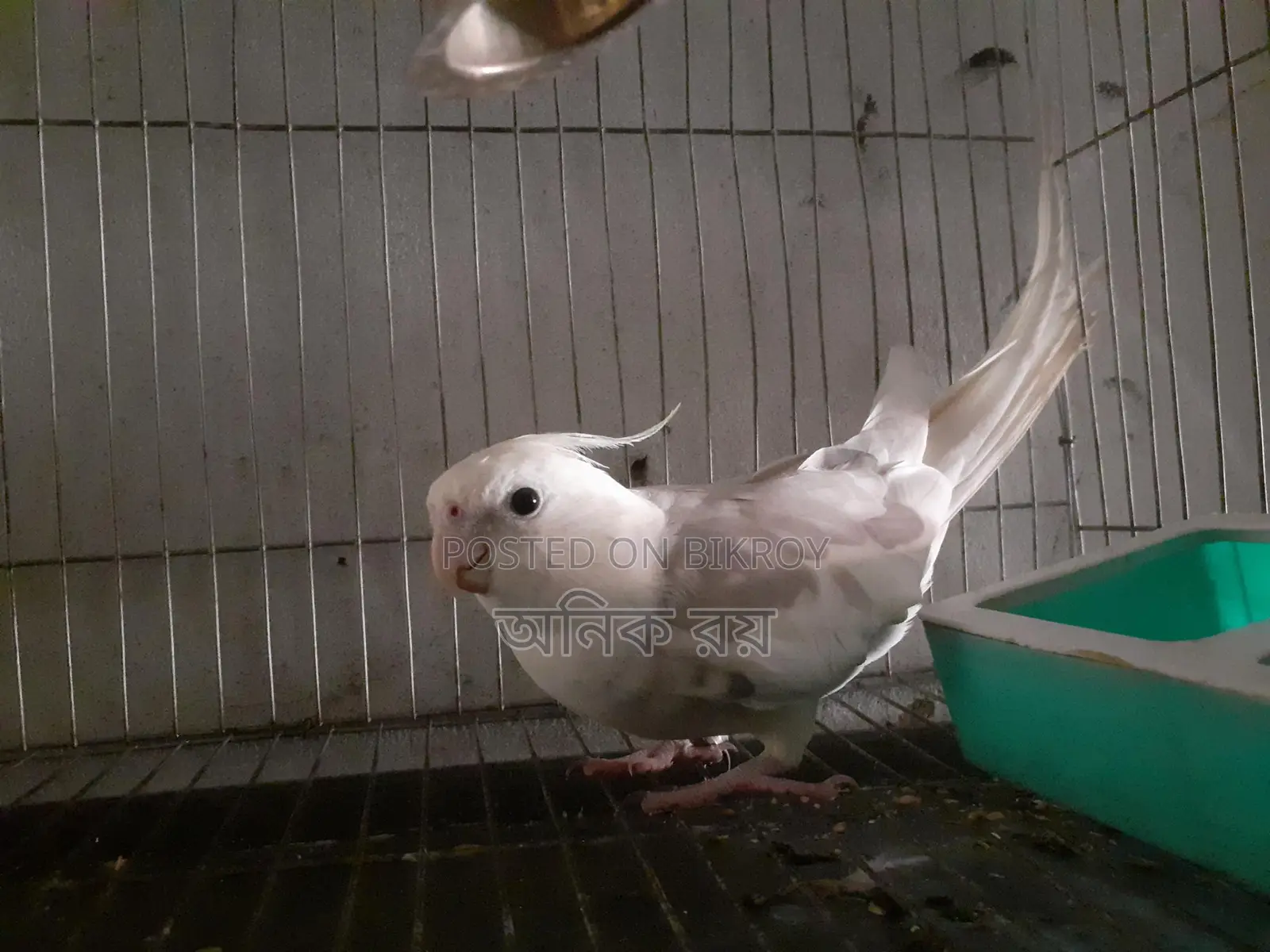কথা বলা পুরুষ ককাটেল