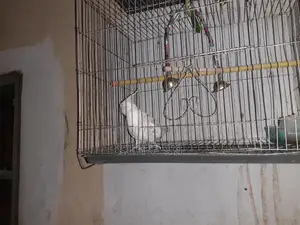 কথা বলা পুরুষ ককাটেল