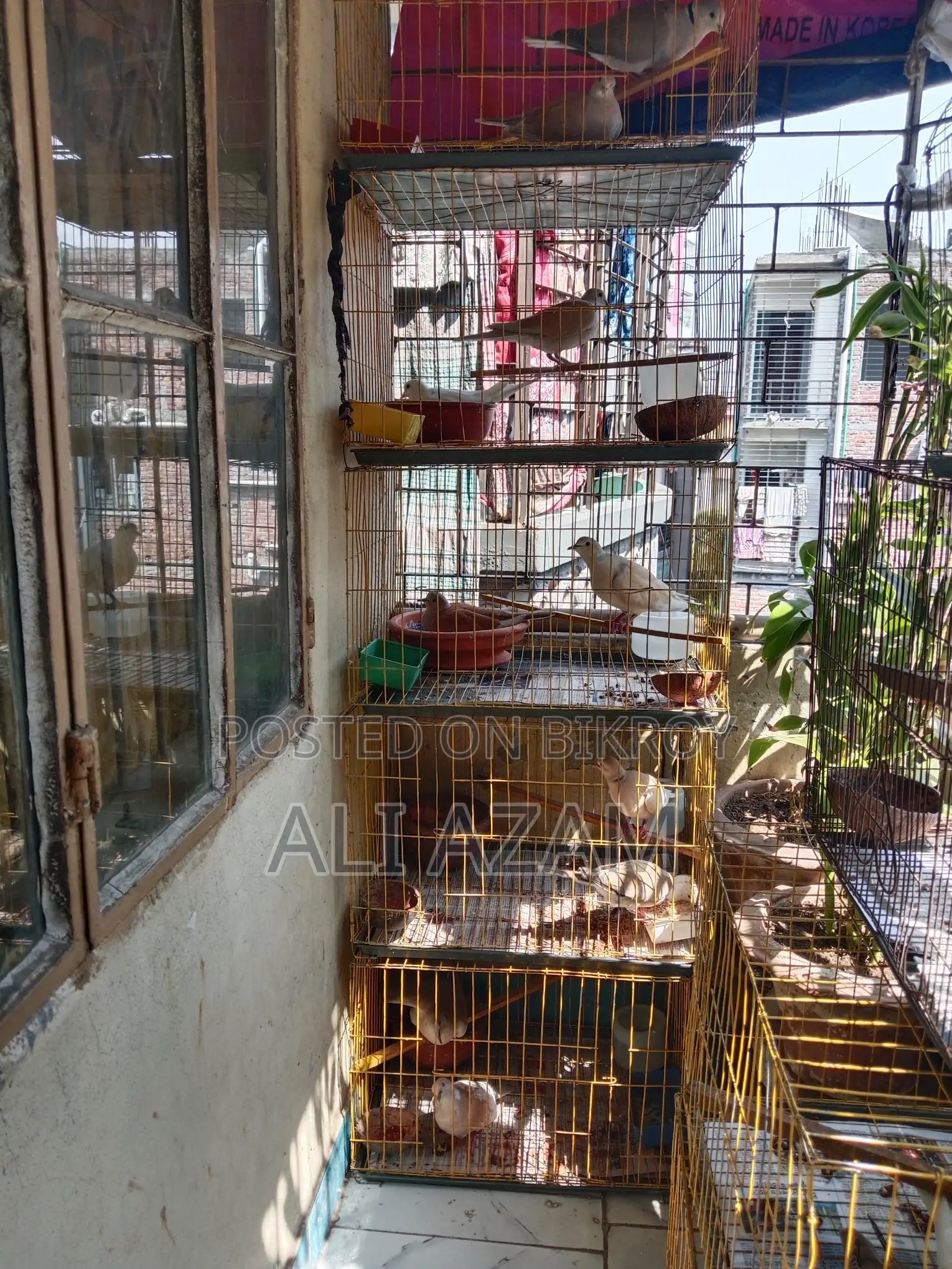 ৬ জোড়া ঘুঘু পাখি বিক্রয় হবে। ডিম, বাচ্চা, খাচা সহ বিক্রি