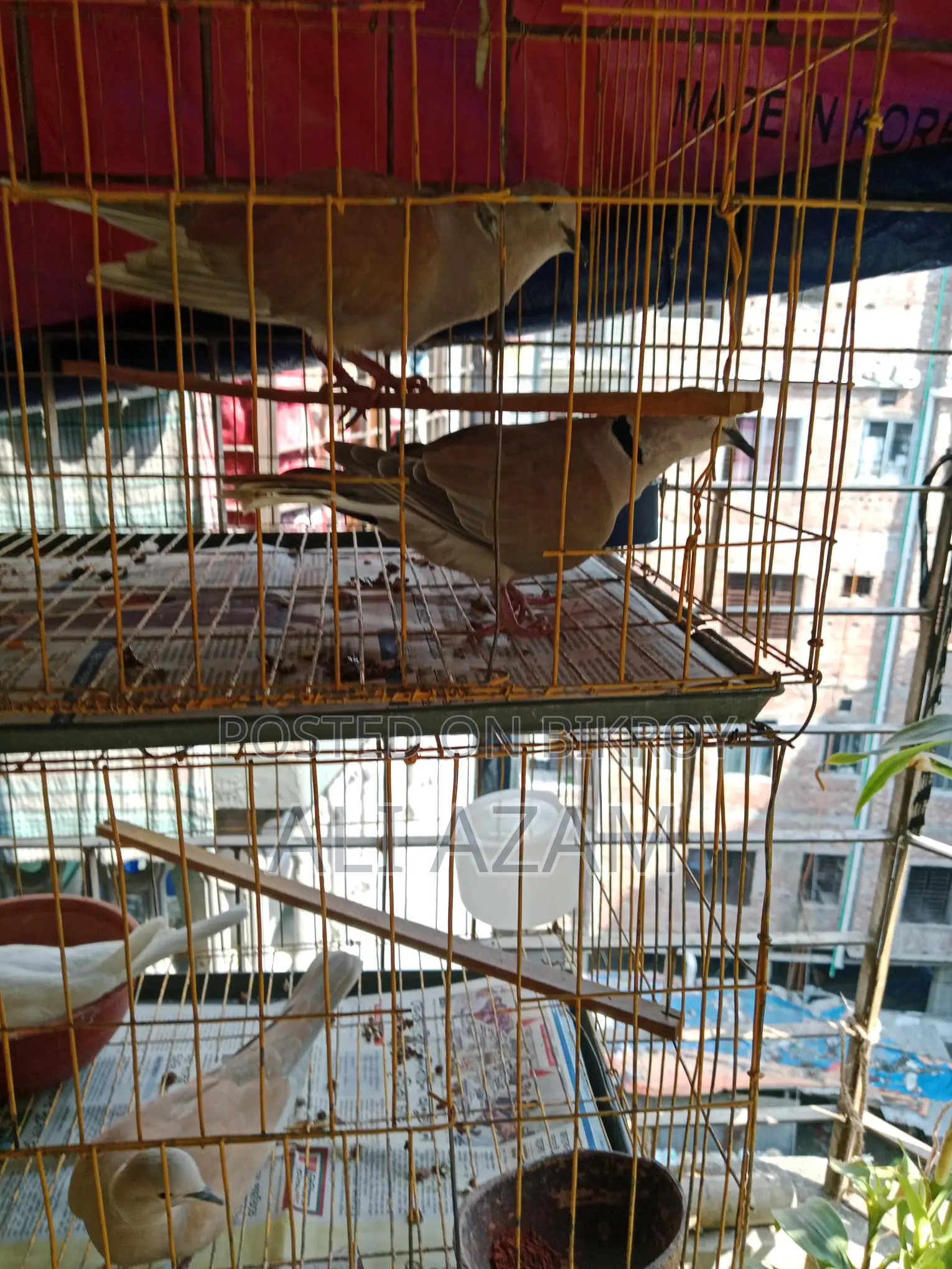 ৬ জোড়া ঘুঘু পাখি বিক্রয় হবে। ডিম, বাচ্চা, খাচা সহ বিক্রি