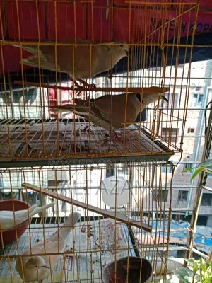৬ জোড়া ঘুঘু পাখি বিক্রয় হবে। ডিম, বাচ্চা, খাচা সহ বিক্রি