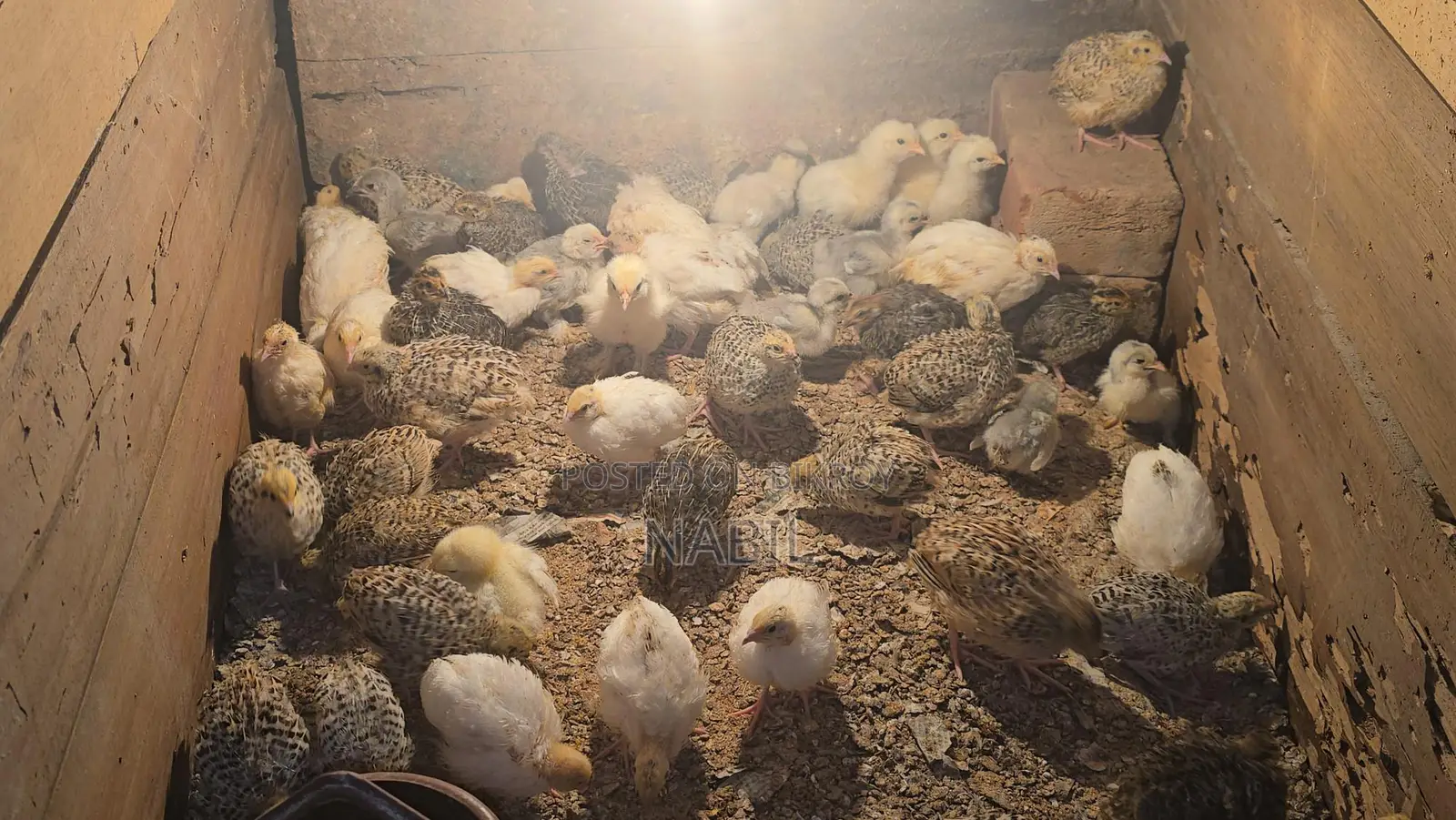 Chicken Baby Sell
