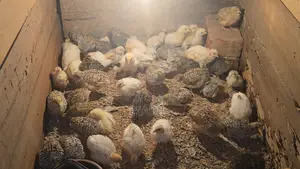 Chicken Baby Sell