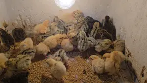 Chicken Baby Sell