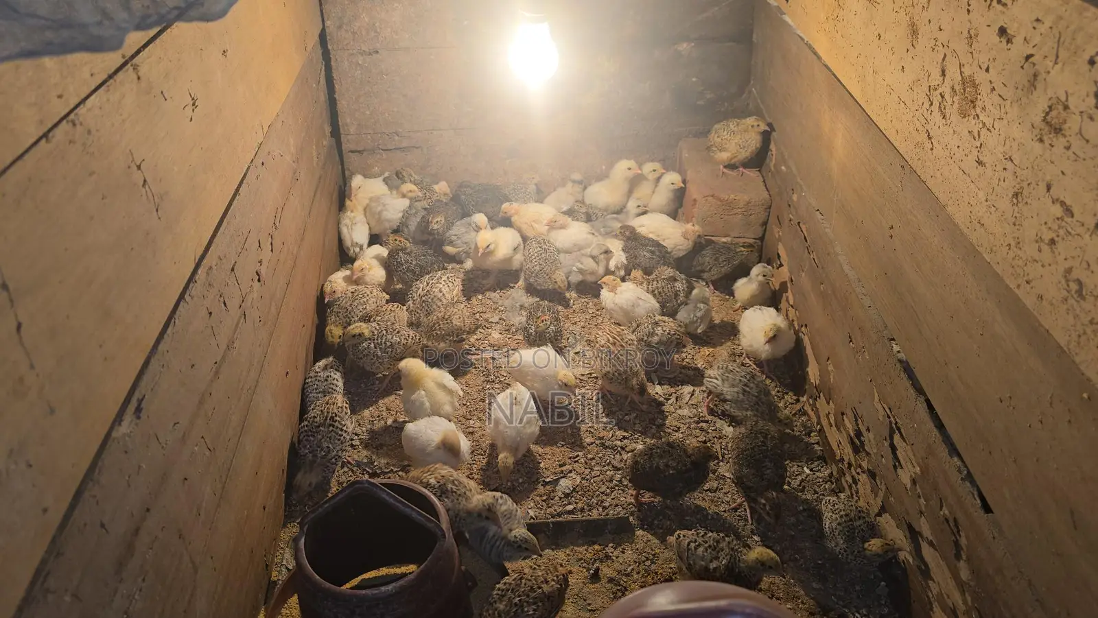 Chicken Baby Sell