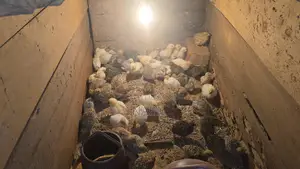 Chicken Baby Sell