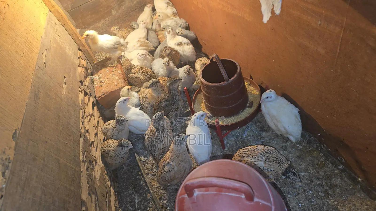 Chicken Baby Sell