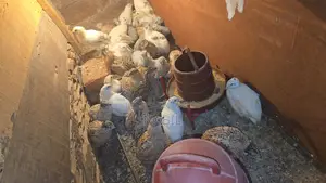 Chicken Baby Sell