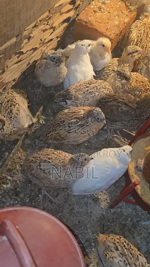 Chicken Baby Sell