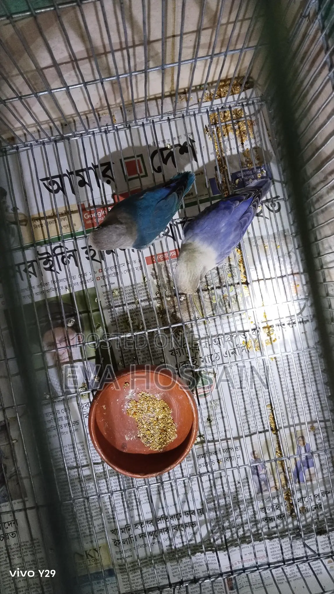 লাভবার্ড