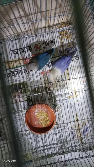 Lovebird