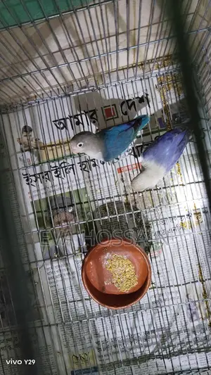 লাভবার্ড