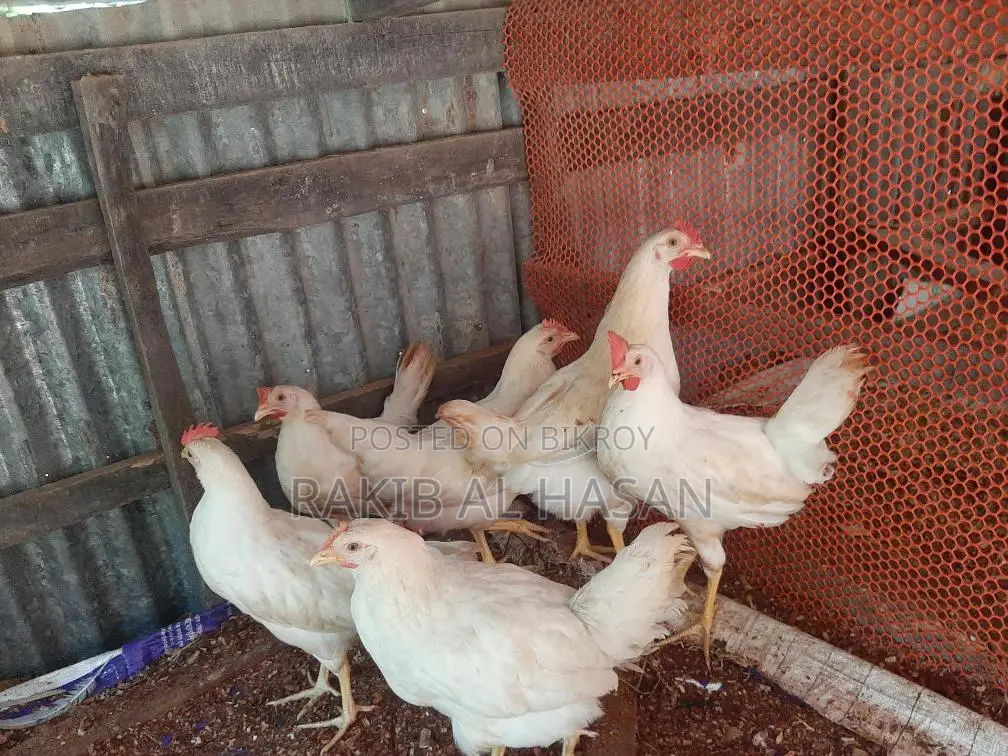 Pakistani Cock Chicken