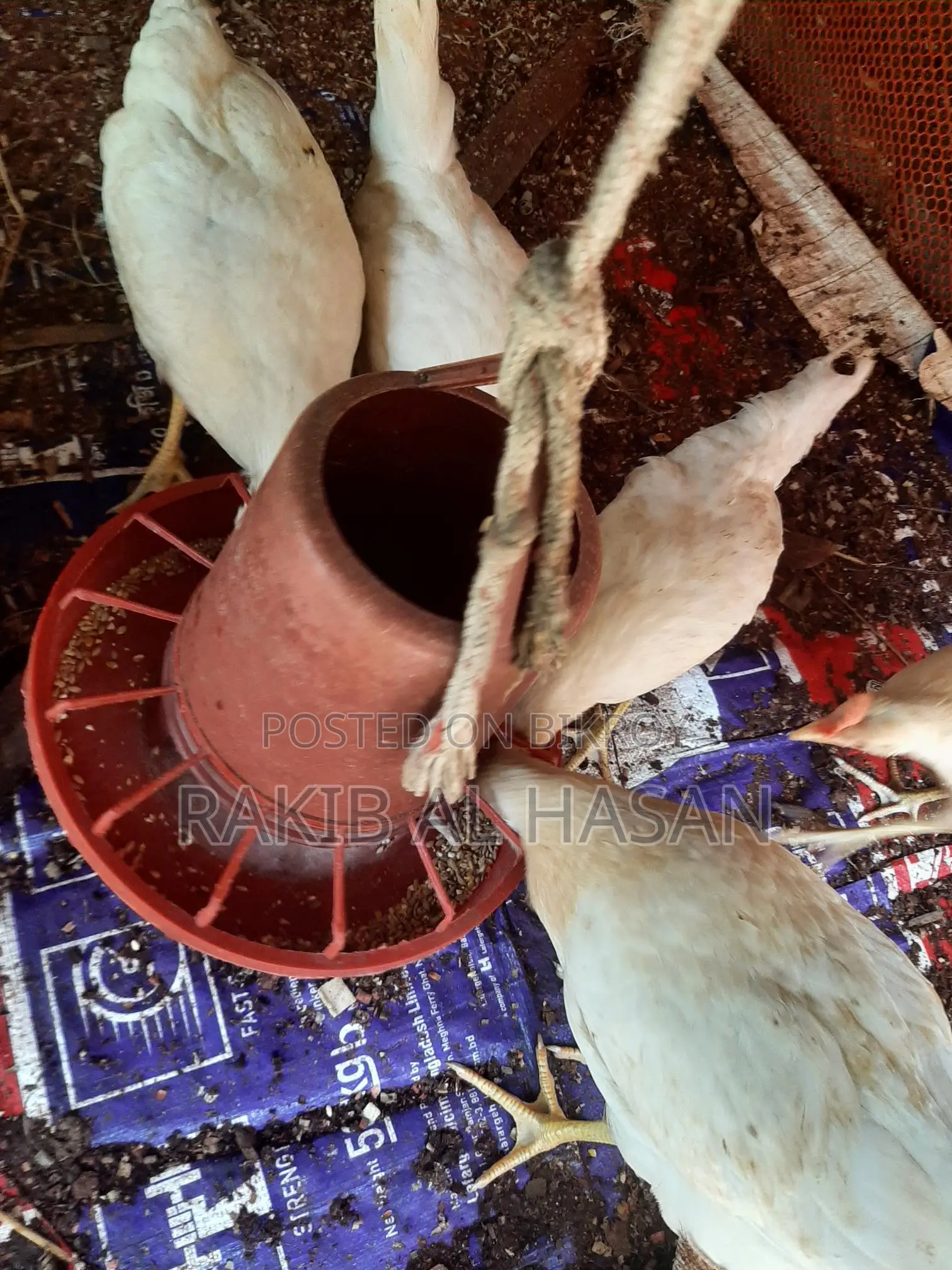 Pakistani Cock Chicken