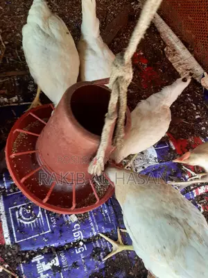 পাকিস্তানি কক মুরগি