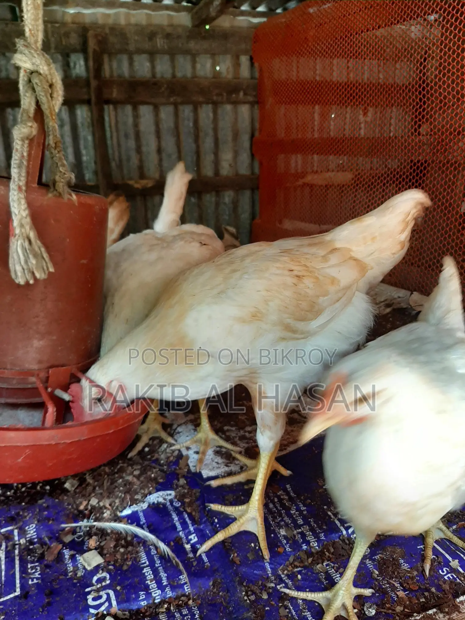 Pakistani Cock Chicken