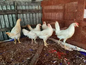 Pakistani Cock Chicken