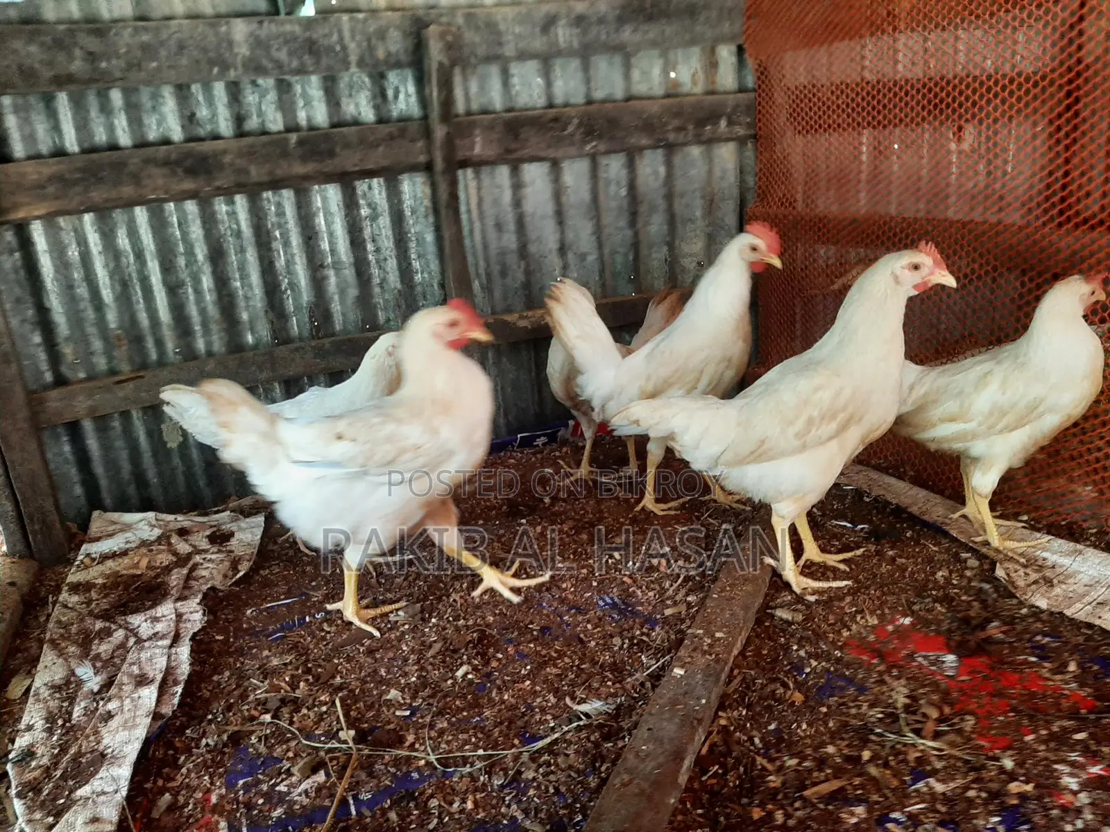 Pakistani Cock Chicken