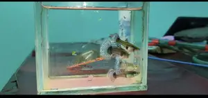 Dumbo mosaic guppy