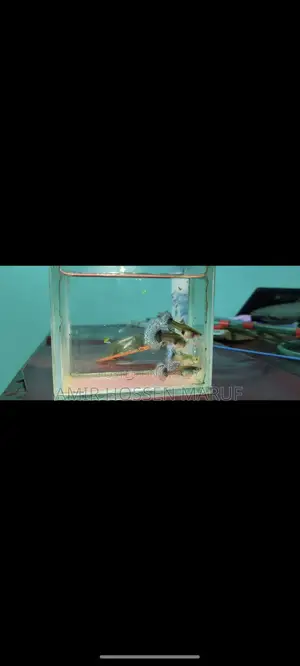 Dumbo mosaic guppy