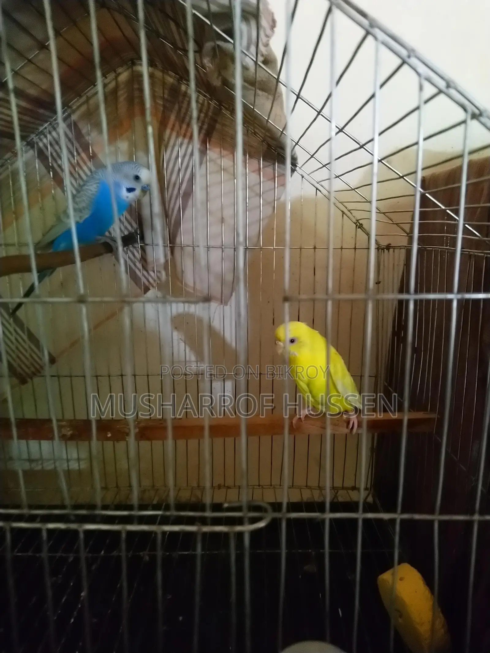 1 pair of running budgie birds for sale