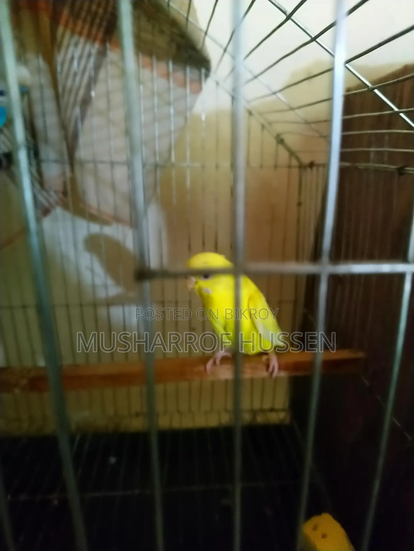 1 pair of running budgie birds for sale