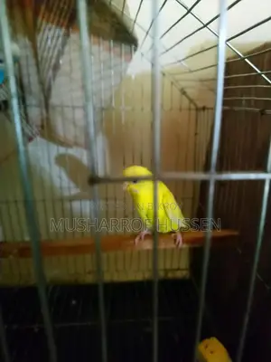 1 pair of running budgie birds for sale