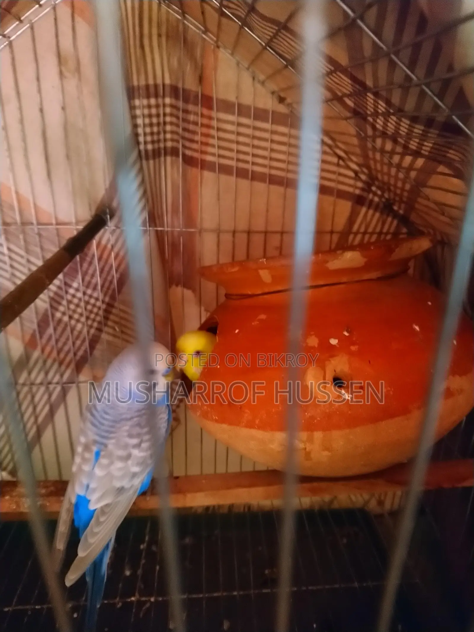 1 pair of running budgie birds for sale