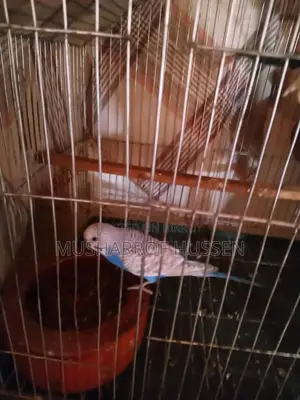 1 pair of running budgie birds for sale