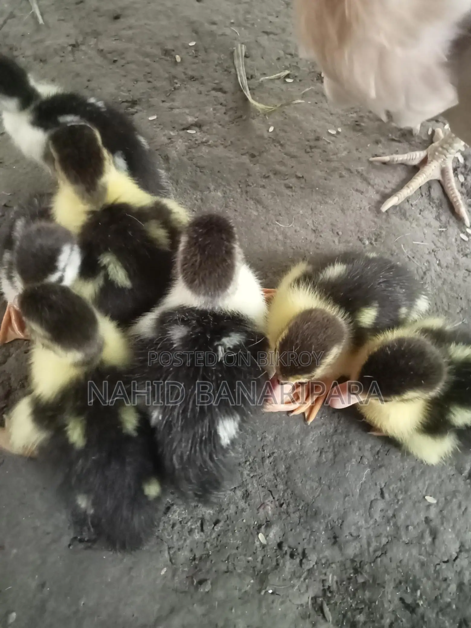 চিনা হাঁসের বাচ্চা