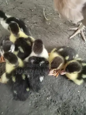 চিনা হাঁসের বাচ্চা
