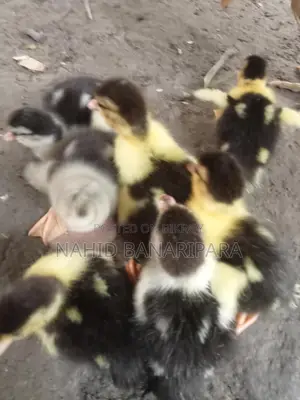 চিনা হাঁসের বাচ্চা
