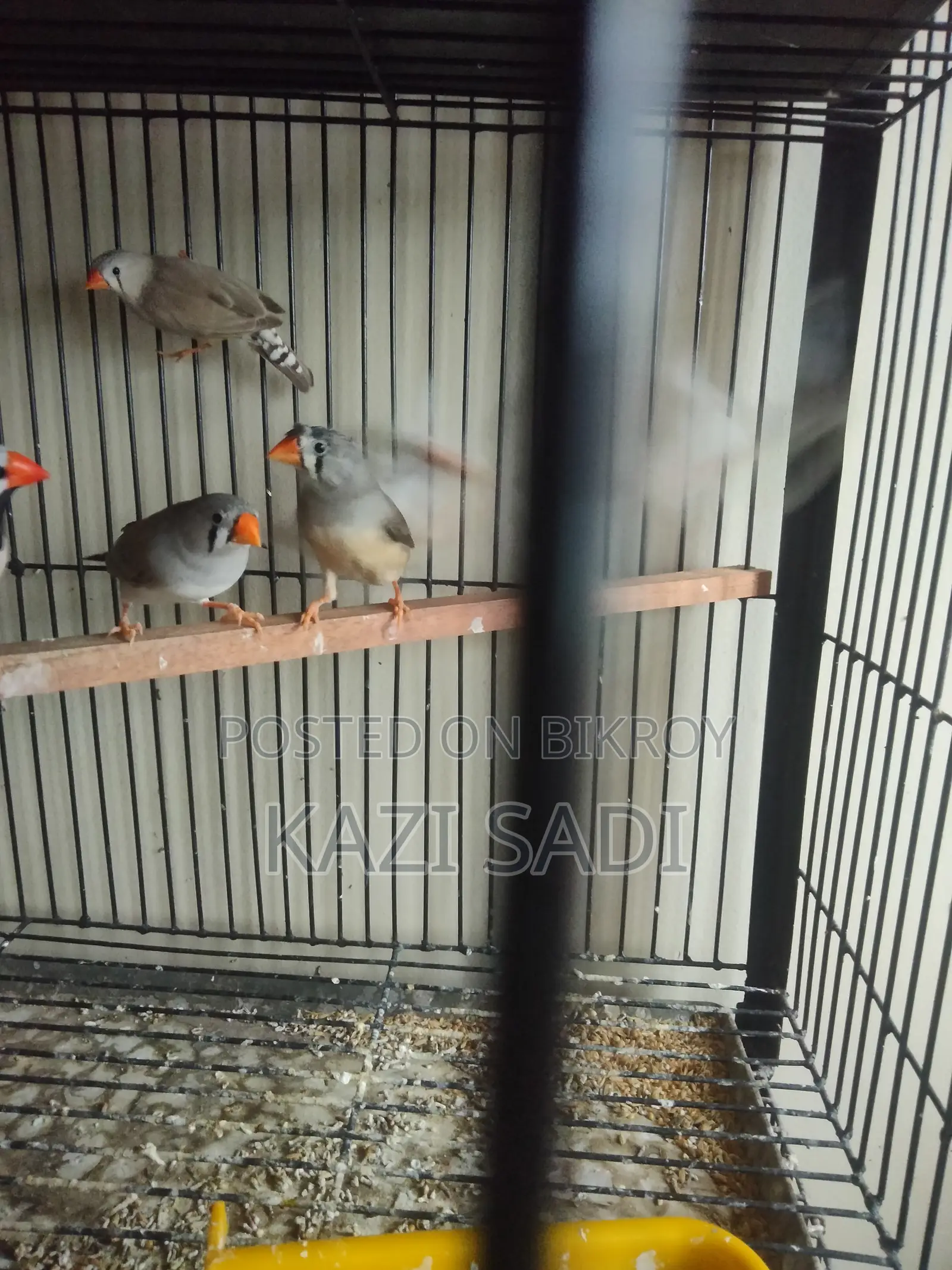 Female Finch Birds