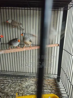 Female Finch Birds