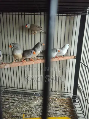 Female Finch Birds