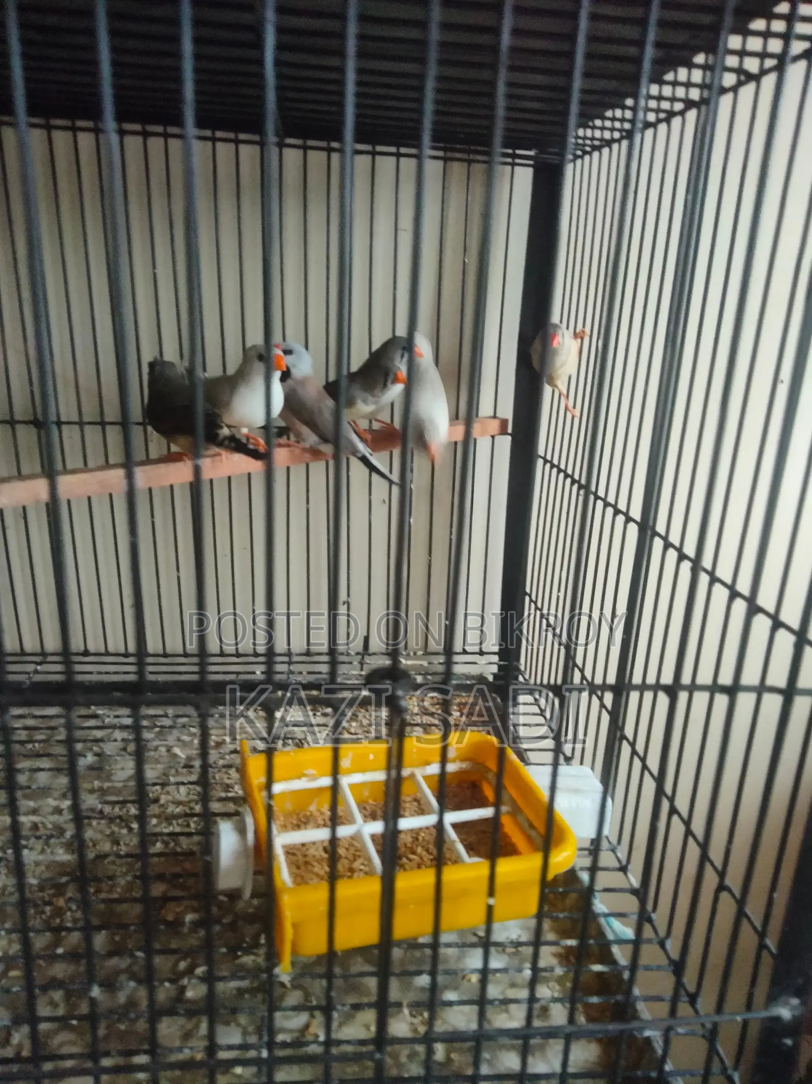 Female Finch Birds