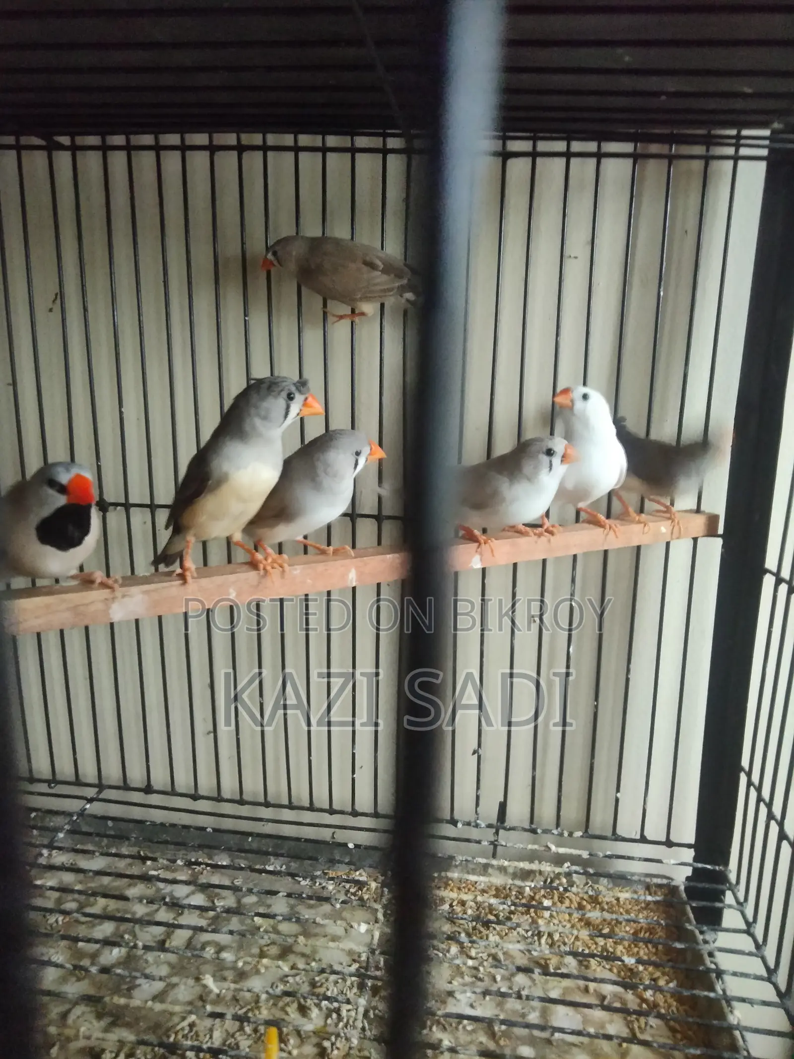 Female Finch Birds