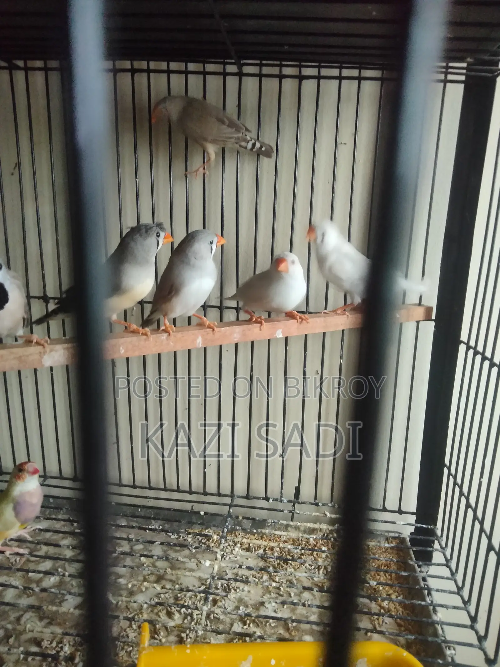 Female Finch Birds