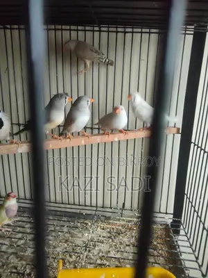 Female Finch Birds