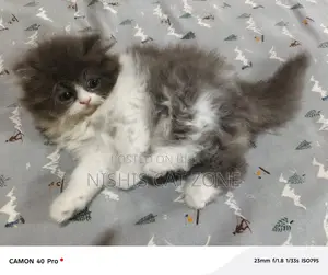 Traditional Persian Cat