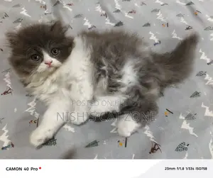 Traditional Persian Cat