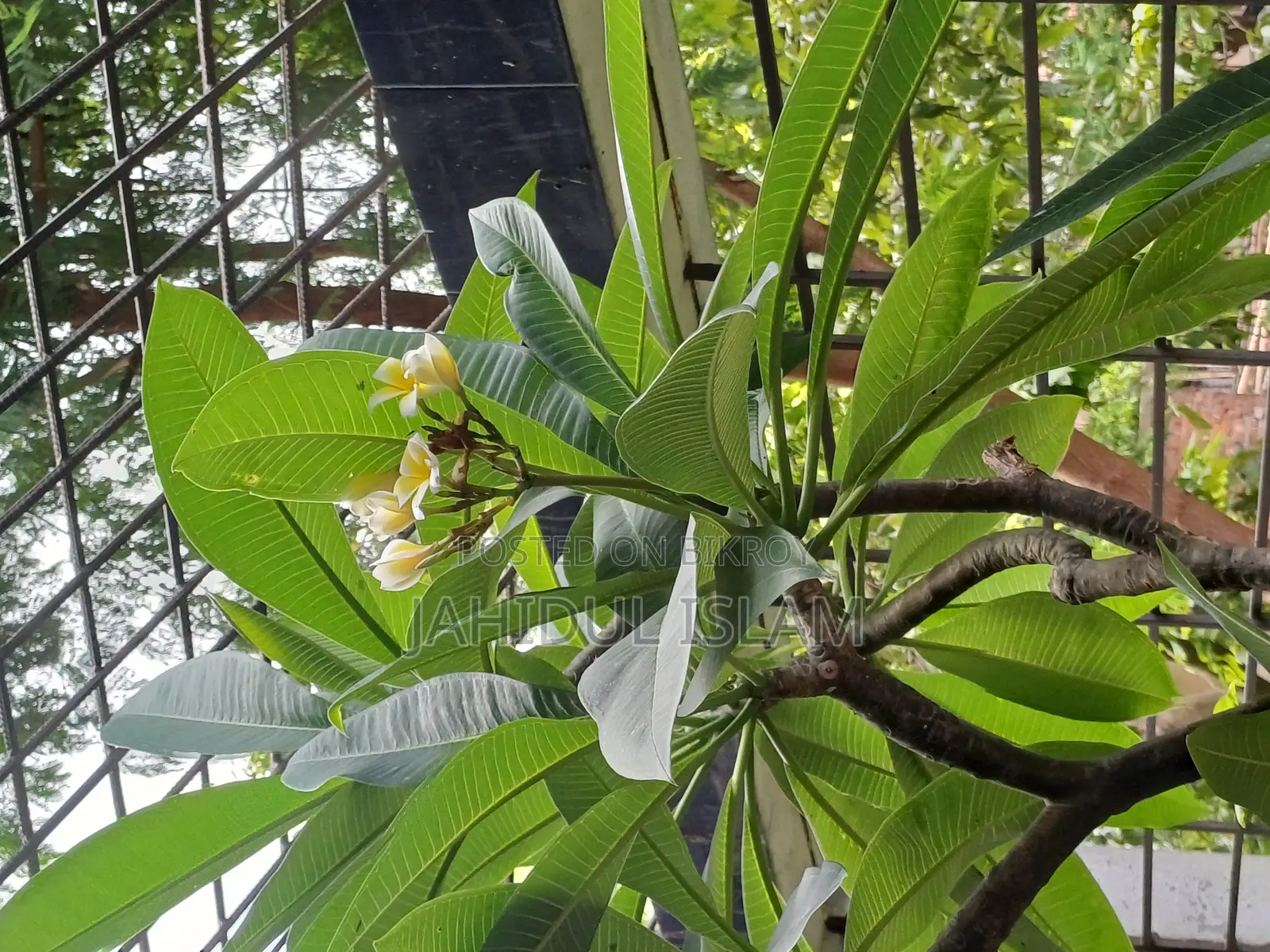 কাঠগোলাপ গাছ হলুদ সাদা