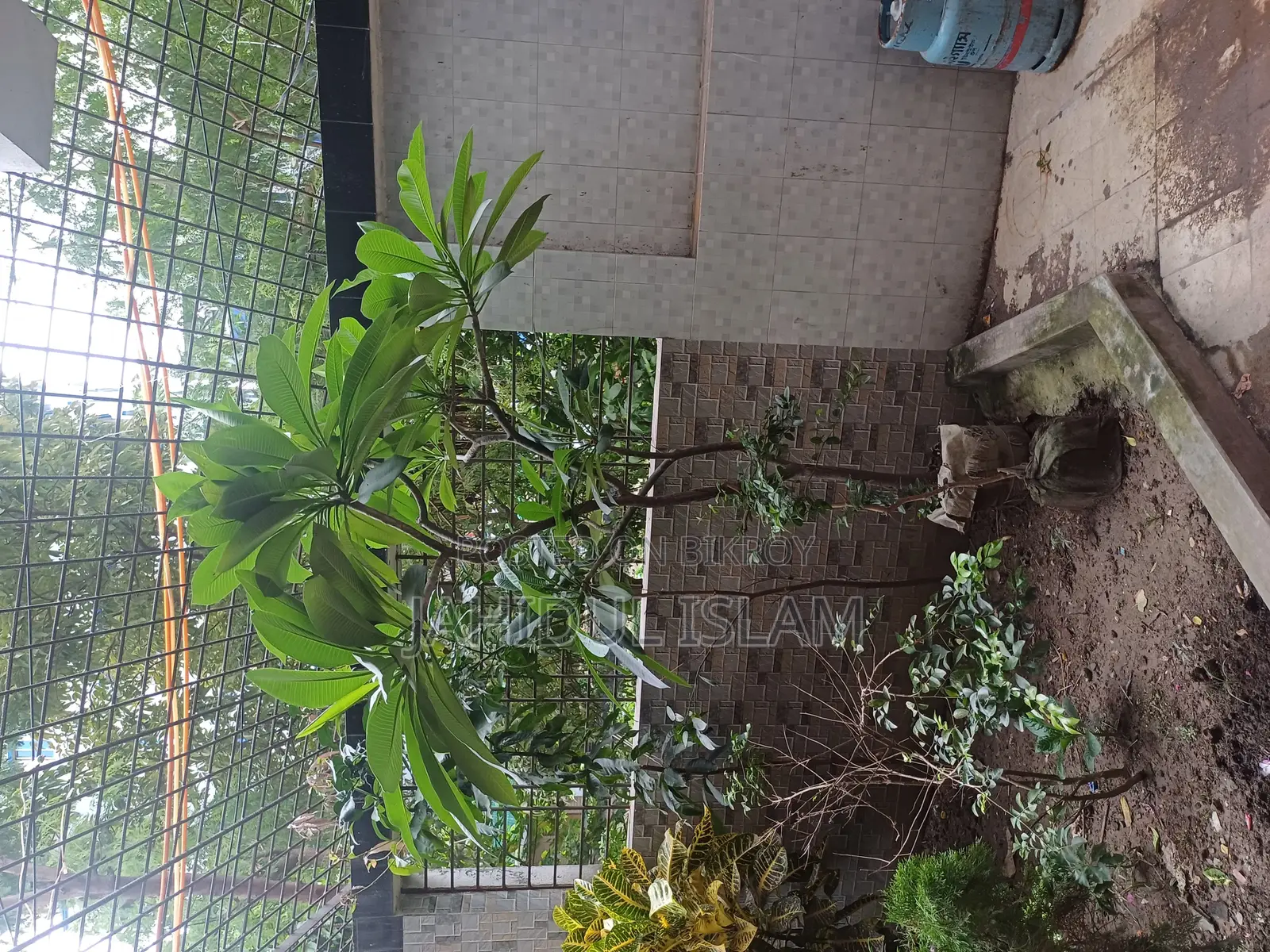 কাঠগোলাপ গাছ হলুদ সাদা