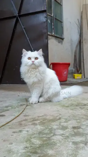 সেমি-অ্যাডাল্ট ডল ফেস হাই-কোয়ালিটি ট্র্যাডিশনাল পার্সিয়ান