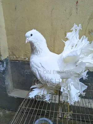 White Lakha Pigeon