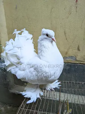 White Lakha Pigeon