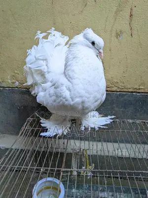 White Lakha Pigeon