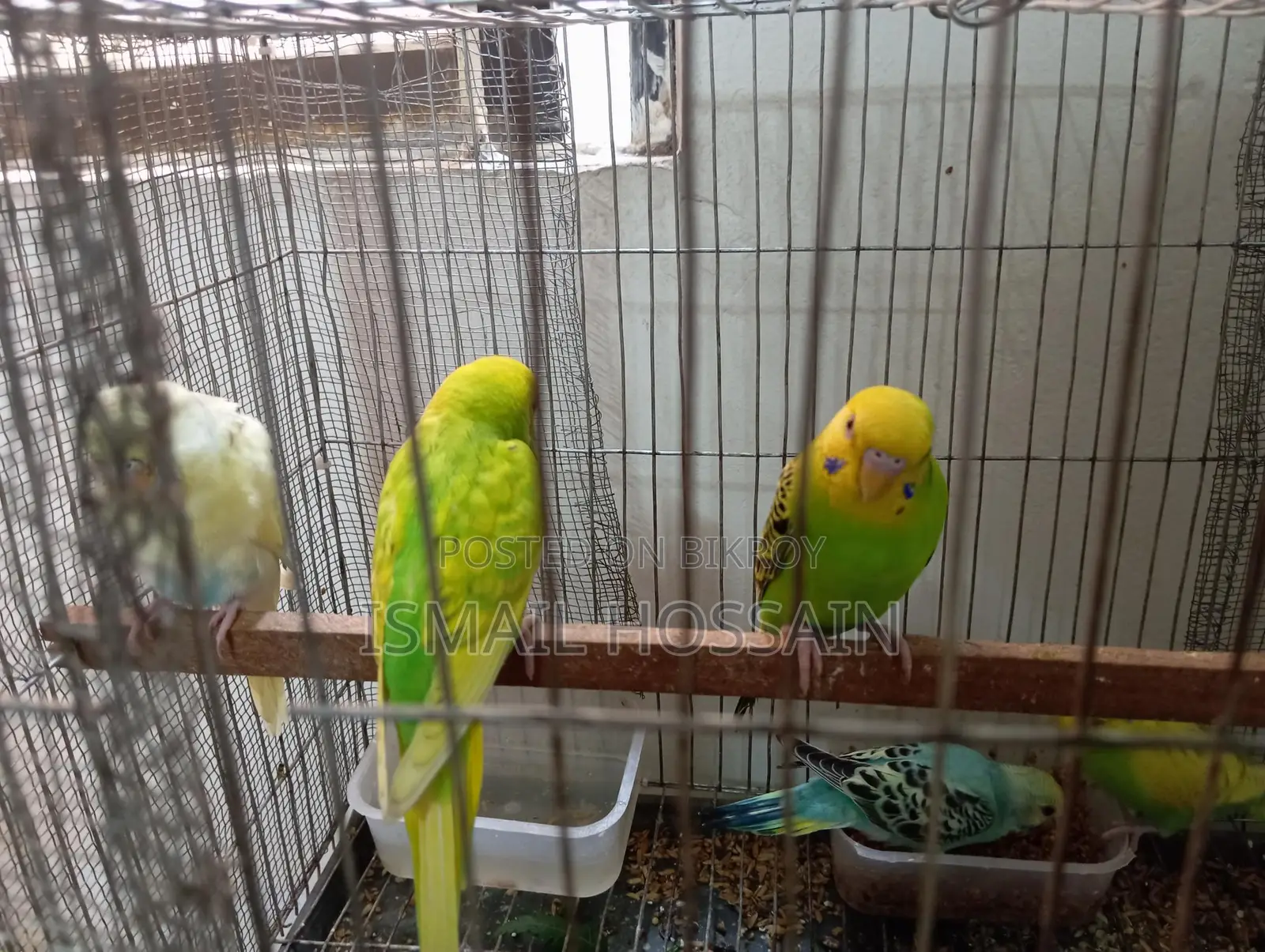 Selling 05 Budgie Birds.