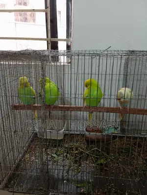 Selling 05 Budgie Birds.