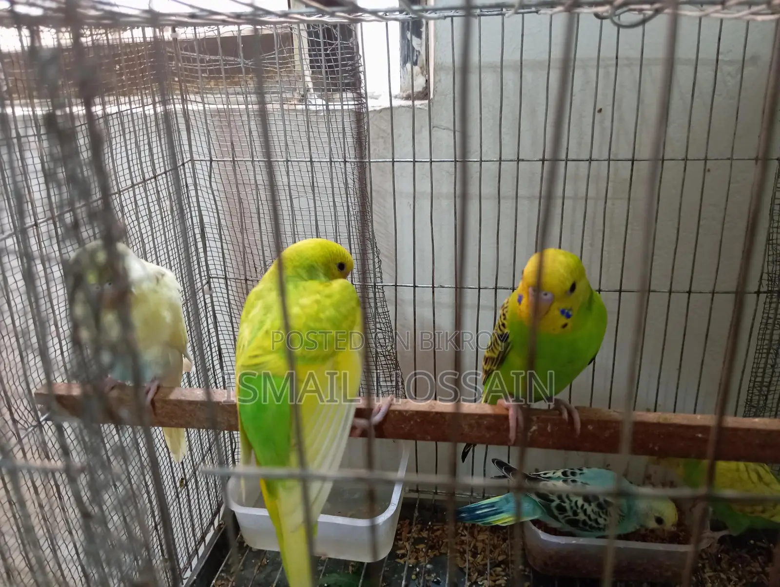 Selling 05 Budgie Birds.